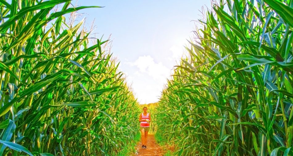 Das Foto zeigt einen Blick in das Maislabyrinth. 