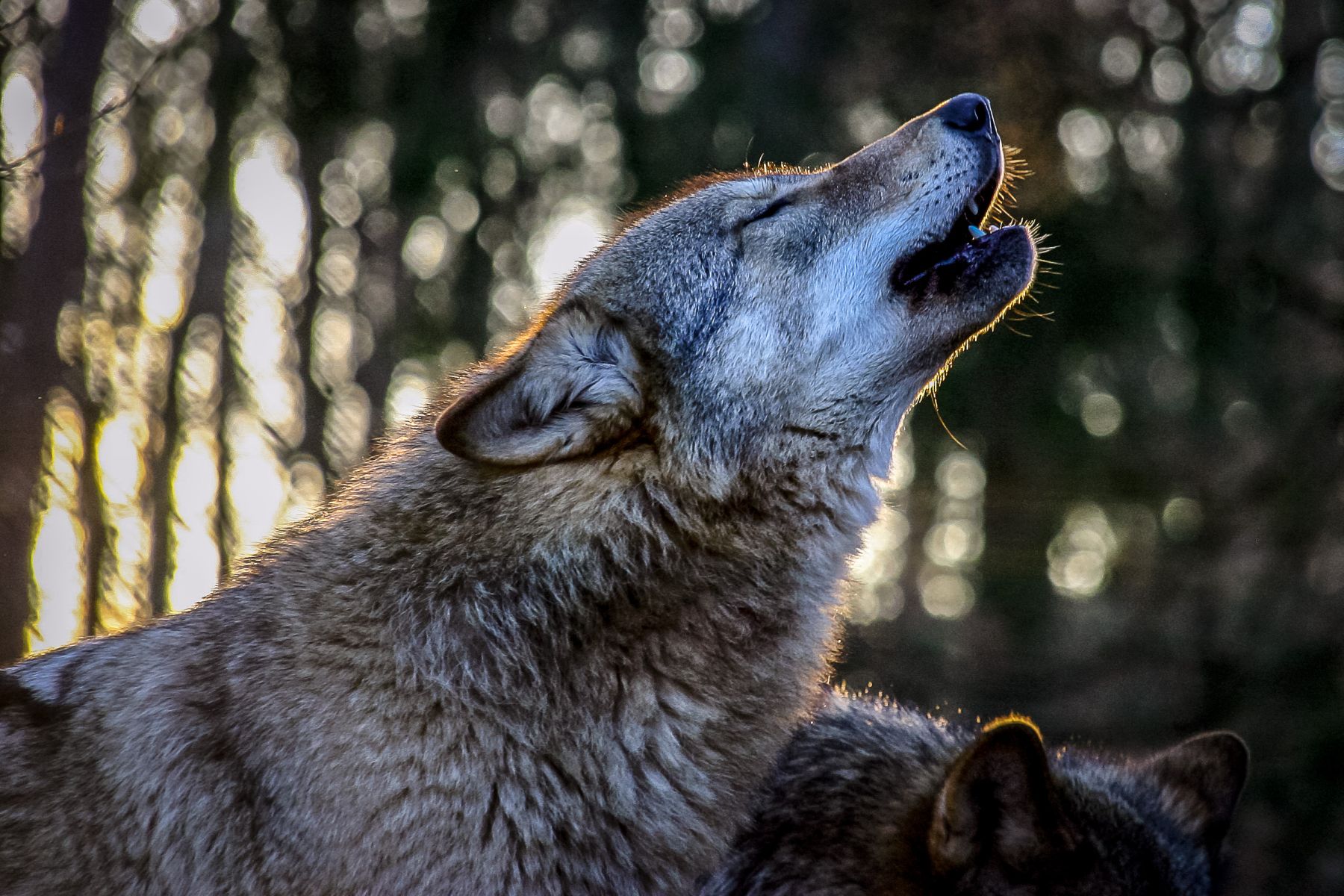 Das Foto zeigt einen heulenden Wolf im Wolfspark-Werner-Freund.