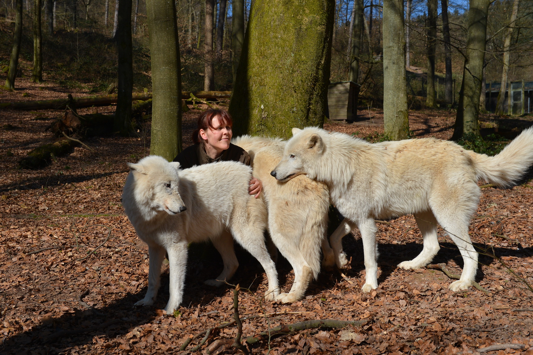 Das Foto zeigt Tatjana Schneider mit drei Polarwölfen im 