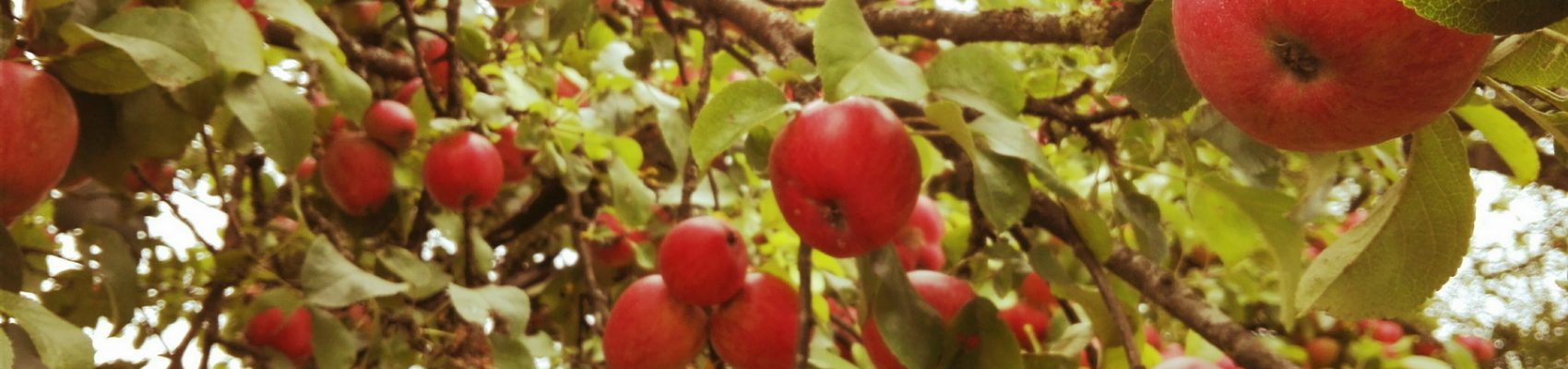 Das Foto zeigt einen Apfelbaum, an dessen Äste kräftige, rote Äpfel hängen.