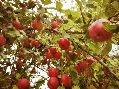 Das Foto zeigt einen Apfelbaum, an dessen Äste kräftige, rote Äpfel hängen. 