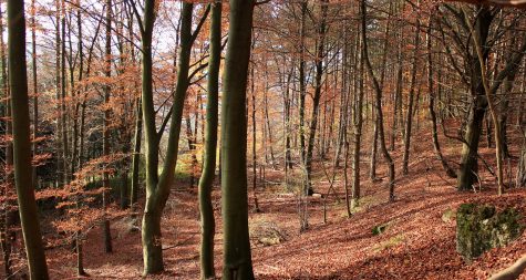 Kreisstadt Merzig: Naturwaldwirtschaft