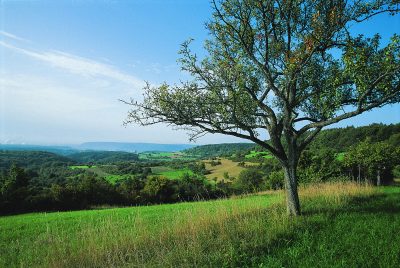 Das Foto zeigt das Naturschutzgebiet Wolferskopf.
