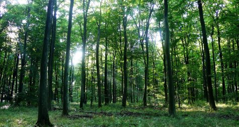 Kreisstadt Merzig: Naturnahe Waldwirtschaft