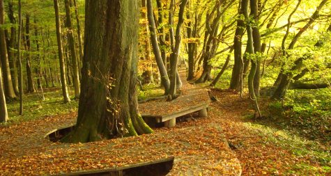 Kreisstadt Merzig: Waldbau mit Zertifikat