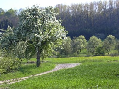 Das Foto zeigt blühende Birnbäume.
