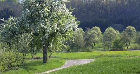 Kreisstadt Merzig: Streuobstwiesen