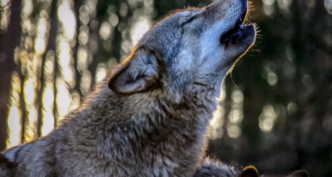 Kreisstadt Merzig: Tourismus und Kultur