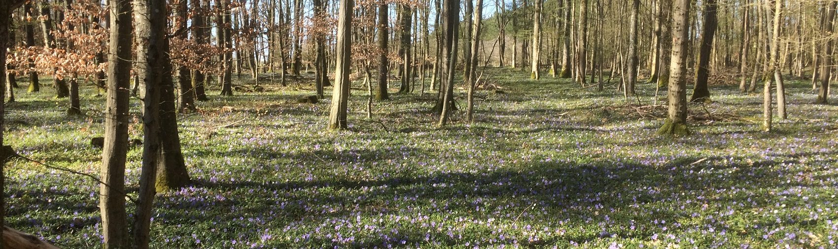 Das Foto zeigt einen Wald mit Wiese.