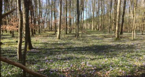 Kreisstadt Merzig: Wussten Sie schon...?