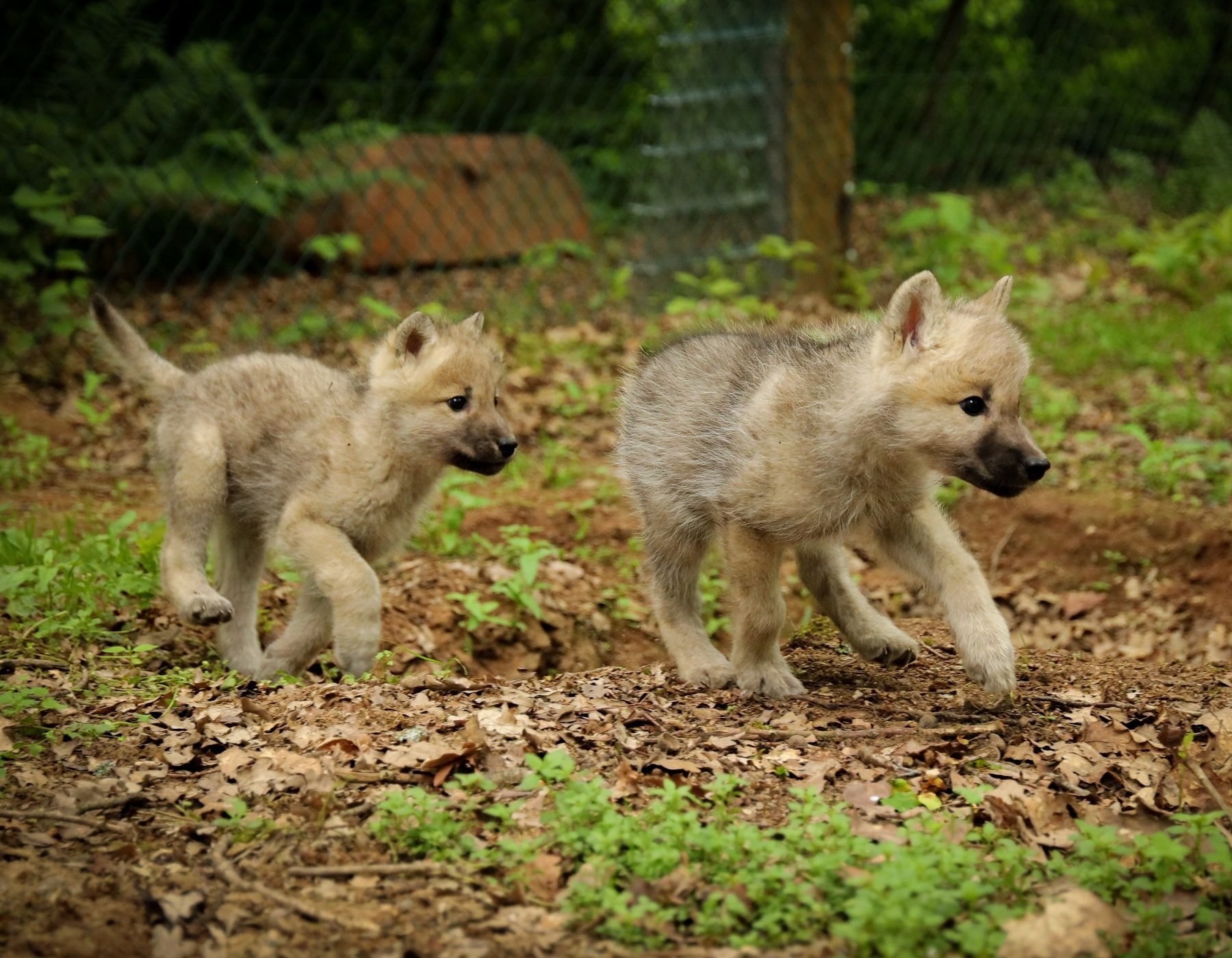 Das Foto zeigt die zwei kleinen Wölfe als Nachwuchs im Wolfspark-Werner-Freund.