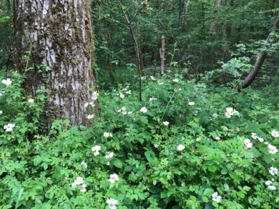 Das Foto zeigt die Ackerrose im Merziger Stadtwald.