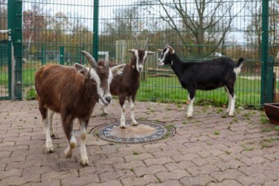 Das Foto zeigt die drei neuen Thüringer Waldziegen Sally, Molly und Tilly im Merziger Tier- und Arche-Park.