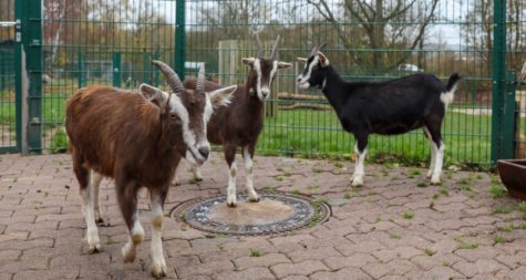 Das Foto zeigt die drei neuen Thüringer Waldziegen Sally, Molly und Tilly im Merziger Tier- und Arche-Park.