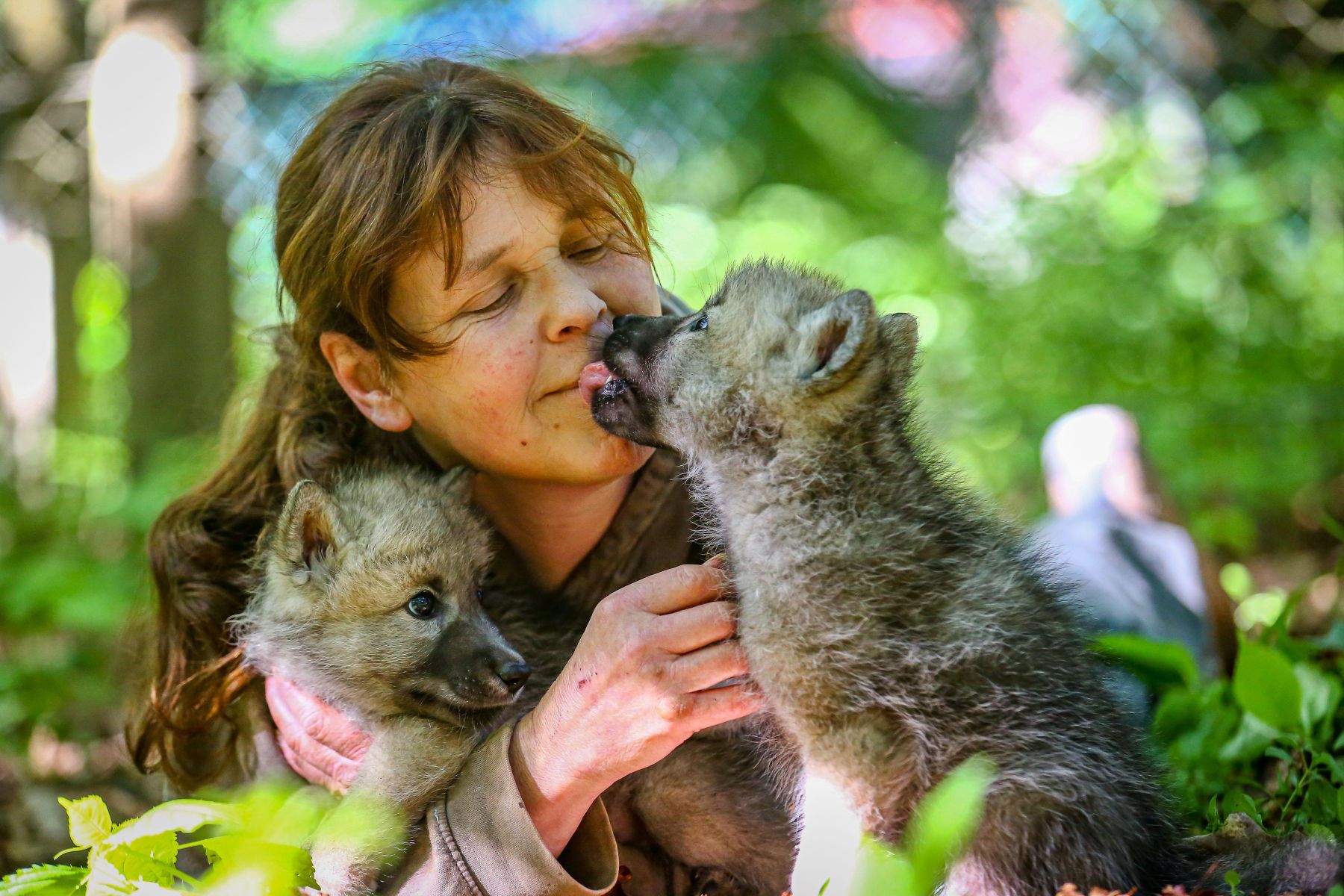 Das Foto zeigt Tatjana Schneider mit den beiden Wolfswelpen Samu und Tani. Ein Welpe gibt Tatjana Schneider ein 