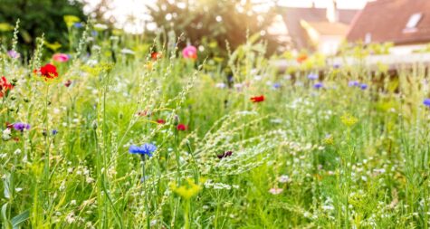 Kreisstadt Merzig: Natur- und Umweltschutz