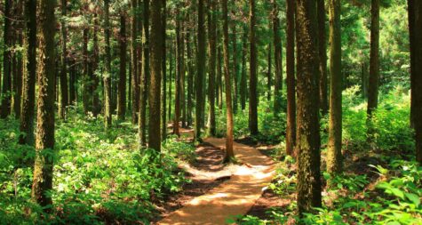 Kreisstadt Merzig: Ausbildung zum/zur Forstwirt/ in