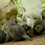 Vier Wolfswelpen bei ihren Eltern, ein Welpe wird von einem großen Wolf abgeleckt