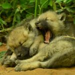 Zwei Wolfswelpen im Wolfspark-Werner-Freund, ein Welpe gähnt herzhaft