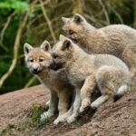 Drei Wolfswelpen im Wolfspark-Werner-Freund