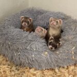 Frettchen Alvin, Simon, Theodor und Bärchen in ihrem kuscheligen Nest