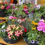 Bunte Blumenpracht in Töpfen und Pflanzkübeln