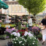 Bunte Blumenpracht in Töpfen