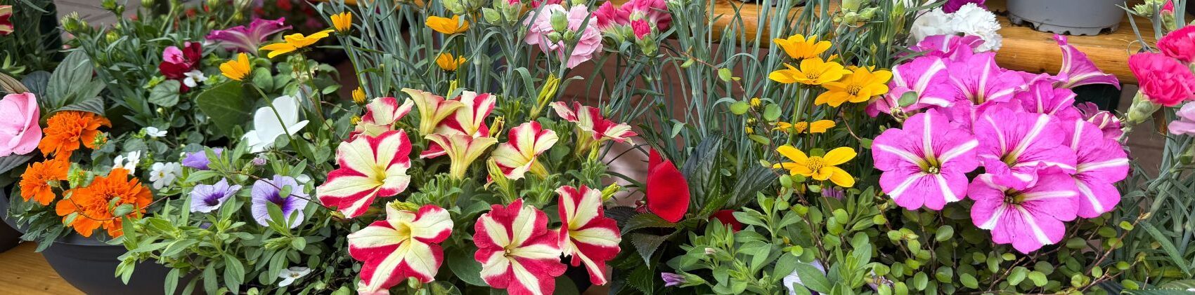 Bunte Blumenpracht in Töpfen und Pflanzkübeln